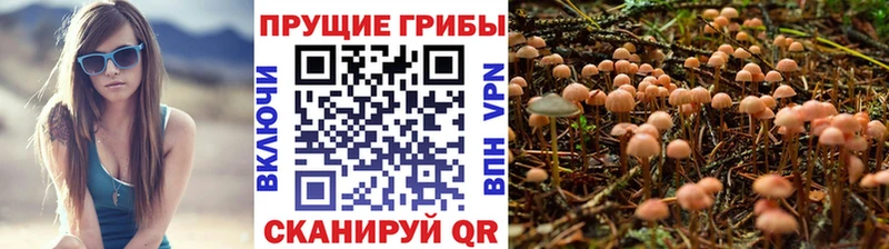 сколько стоит  Жирновск  Галлюциногенные грибы Psilocybine cubensis 